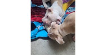 10-week-old XL Bully puppy