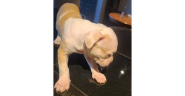 10-week-old XL Bully puppy
