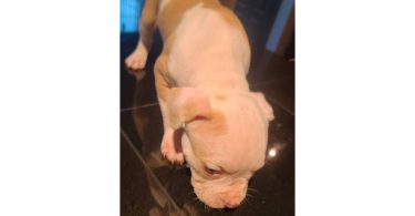 10-week-old XL Bully puppy