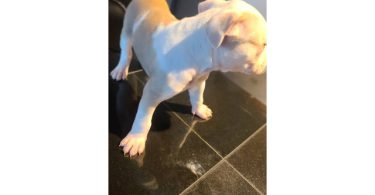 10-week-old XL Bully puppy
