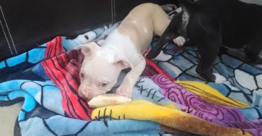 10-week-old XL Bully puppy
