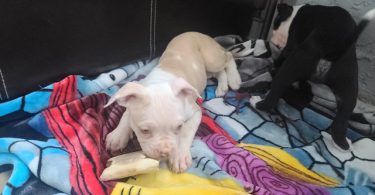 10-week-old XL Bully puppy