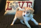 3 Jack Rat Terrier puppies available
