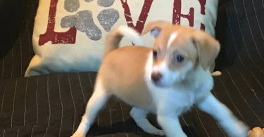 3 Jack Rat Terrier puppies available