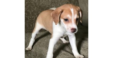 3 Jack Rat Terrier puppies available