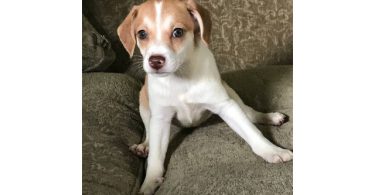 3 Jack Rat Terrier puppies available