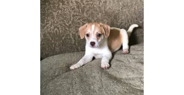 3 Jack Rat Terrier puppies available