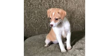 3 Jack Rat Terrier puppies available
