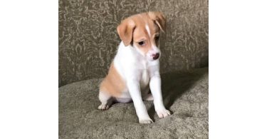 3 Jack Rat Terrier puppies available