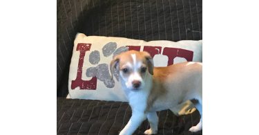 3 Jack Rat Terrier puppies available