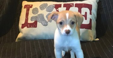3 Jack Rat Terrier puppies available