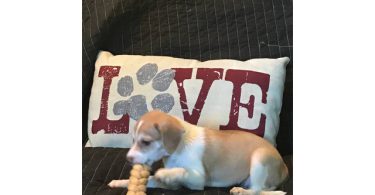 3 Jack Rat Terrier puppies available
