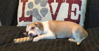 3 Jack Rat Terrier puppies available