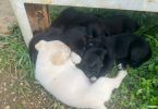 2 boy and 1 girl Lab puppies