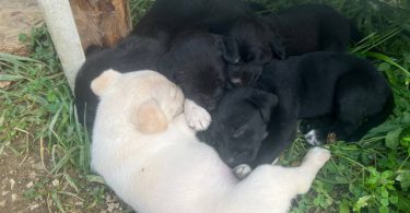 2 boy and 1 girl Lab puppies