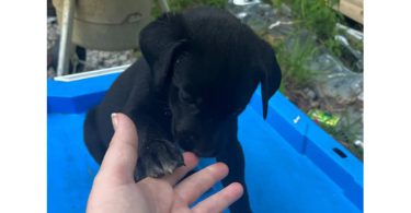 2 boy and 1 girl Lab puppies
