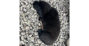 2 boy and 1 girl Lab puppies