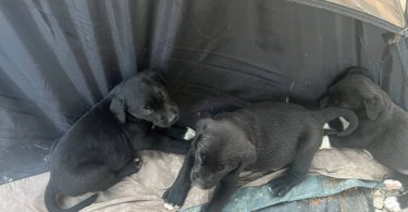 2 boy and 1 girl Lab puppies