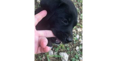 2 boy and 1 girl Lab puppies