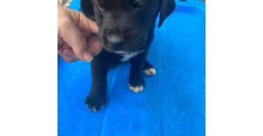 2 boy and 1 girl Lab puppies