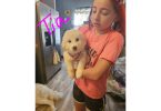 3 healthy great pyrenees puppies for sale
