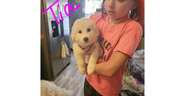 3 healthy great pyrenees puppies for sale