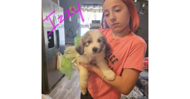 3 healthy great pyrenees puppies for sale