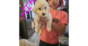 3 healthy great pyrenees puppies for sale