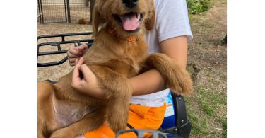 2 remaining Labradoodle puppies