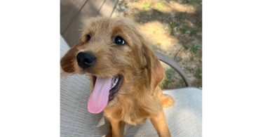 2 remaining Labradoodle puppies