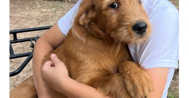 2 remaining Labradoodle puppies