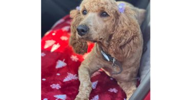 2 remaining Labradoodle puppies