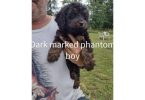 3 month old cockapoo puppies for sale