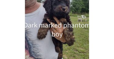 3 month old cockapoo puppies for sale