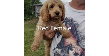 3 month old cockapoo puppies for sale