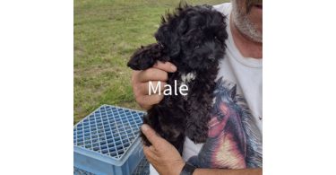 3 month old cockapoo puppies for sale