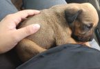 3 Chihuahua/pitbull mix pups for sale