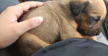 3 Chihuahua/pitbull mix pups for sale