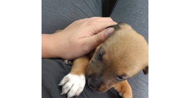 3 Chihuahua/pitbull mix pups for sale