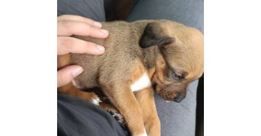 3 Chihuahua/pitbull mix pups for sale