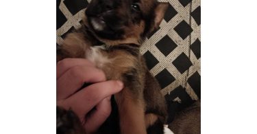 3 Chihuahua/pitbull mix pups for sale