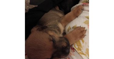 3 Chihuahua/pitbull mix pups for sale