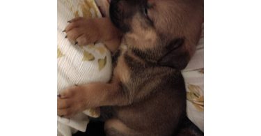 3 Chihuahua/pitbull mix pups for sale