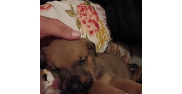 3 Chihuahua/pitbull mix pups for sale