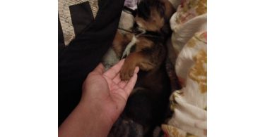 3 Chihuahua/pitbull mix pups for sale