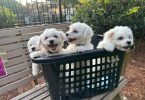 3 Cutest Bichon Pups: Purebred & Hypoallergenic