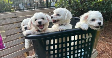 3 Cutest Bichon Pups: Purebred & Hypoallergenic