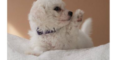3 Cutest Bichon Pups: Purebred & Hypoallergenic
