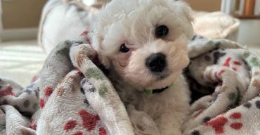 3 Cutest Bichon Pups: Purebred & Hypoallergenic