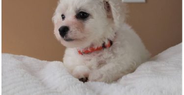 3 Cutest Bichon Pups: Purebred & Hypoallergenic
